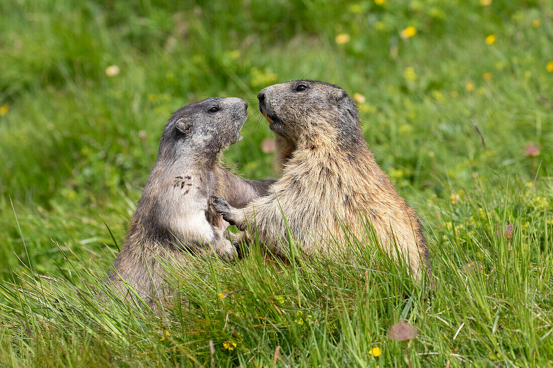 Murmeltier, Marmota marmota, Alttier mit Jungem, Sommer, Nationalpark Hohe Tauern, Österreich