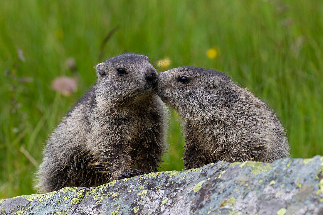 Murmeltier, Marmota marmota, zwei spielende Jungtiere, Sommer, Nationalpark Hohe Tauern, Österreich