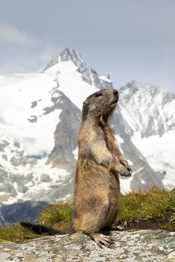  Marmot, Marmota marmota, adult animal on the lookout, Hohe Tauern National Park, Austria 