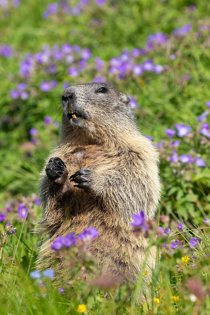 Murmeltier, Marmota marmota, Alttier hält Ausschau, Portrait, Nationalpark Hohe Tauern, Österreich