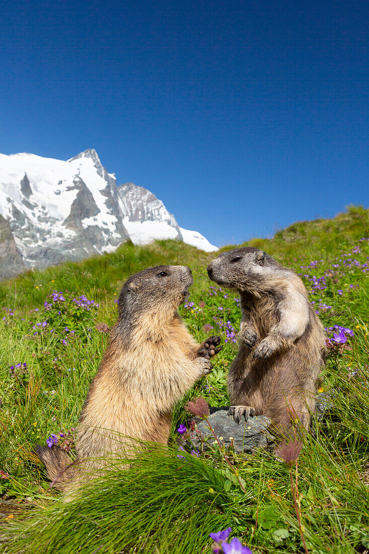  Marmot, Marmota marmota, adult animals in the Alps, Hohe Tauern National Park, Austria 