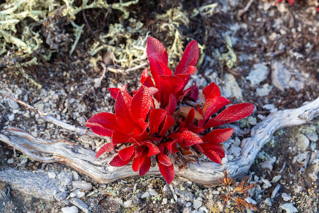  Alpine Bearberry, Arctostaphylos alpina, plant in autumn color, Lapland, Sweden 