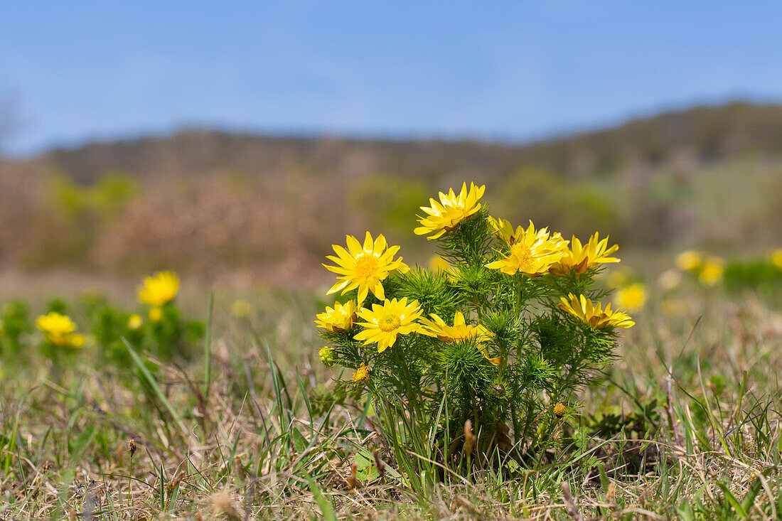 Frühlings-Adonisröschen (Adonis vernalis), blühende Pflanze, Burgenland, Österreich