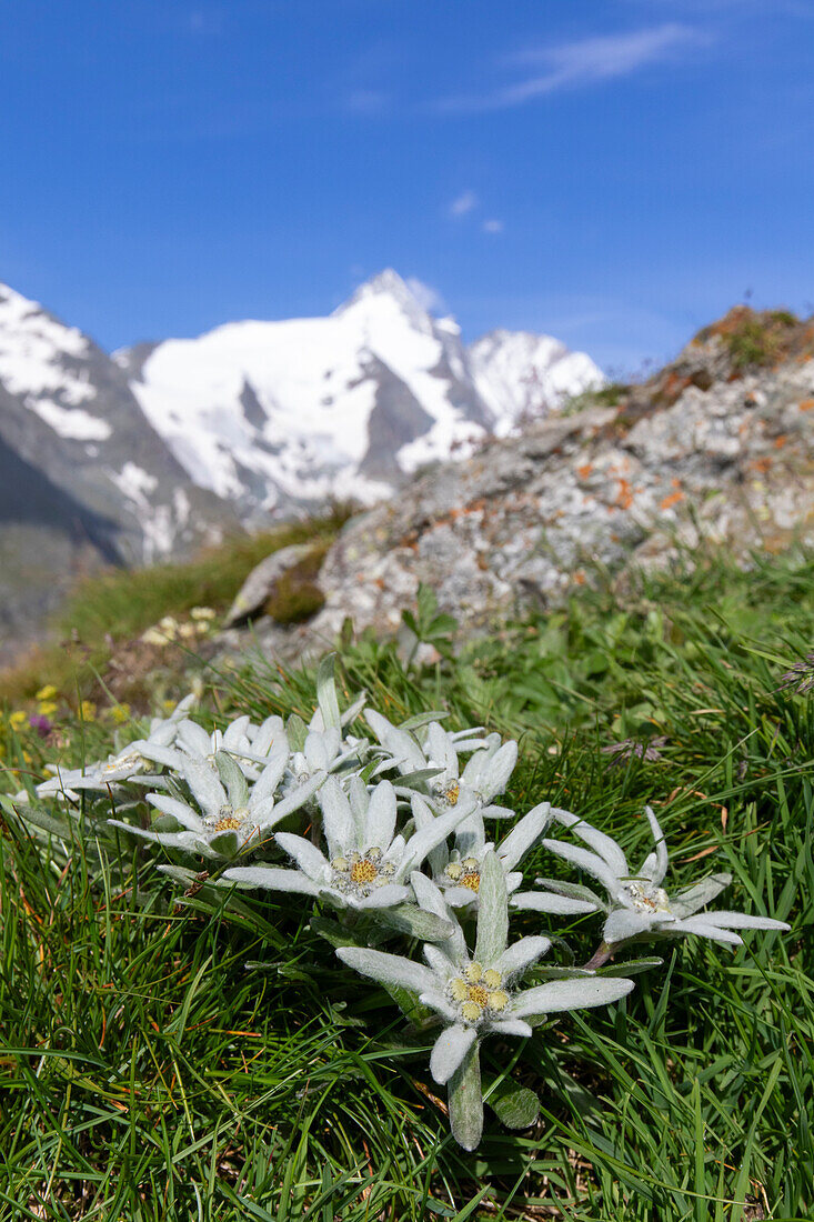  Alpine Edelweiss, Leontopodium nivale, blooming, Hohe Tauern National Park, Carinthia, Austria 