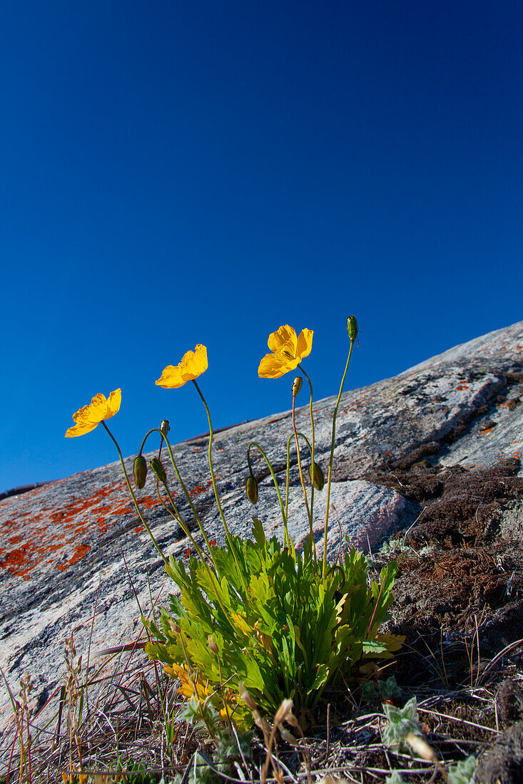  Arctic poppy, Papaver radicatum, flowering, Disko Bay, West Greenland, Greenland 