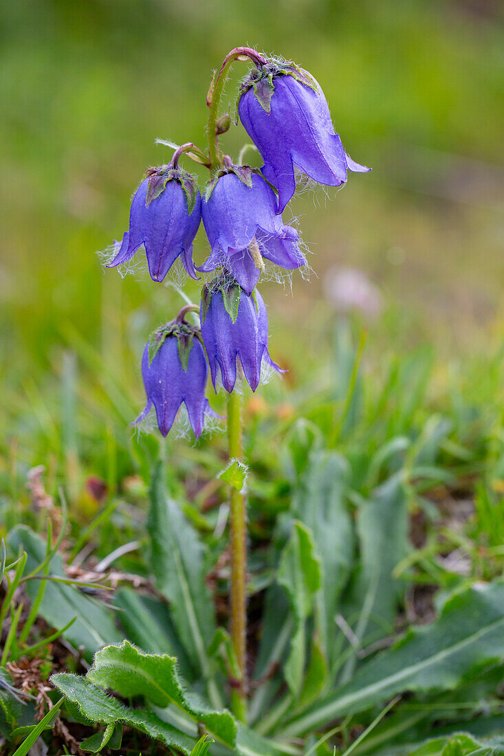  Bearded Bellflower, Campanula barbata, blooming, Hohe Tauern National Park, Carinthia, Austria 