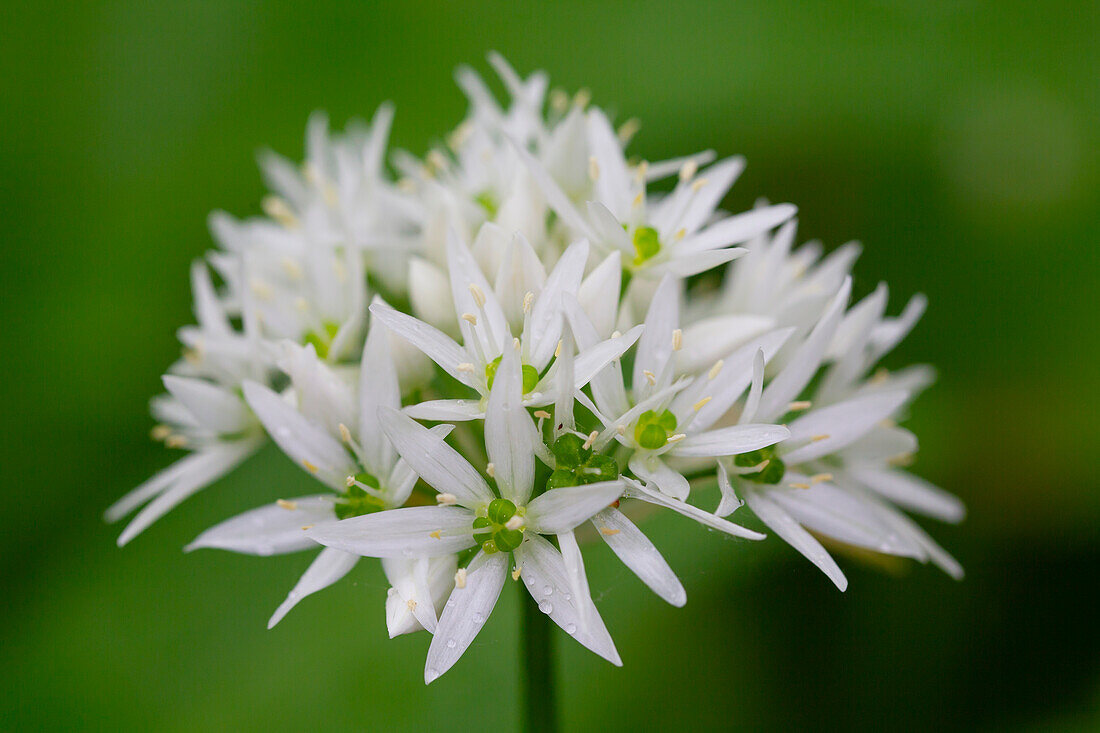 Bärlauch, (Allium ursinum), blühende Pflanzen, Hainich Nationalpark, Thürigen, Deutschland