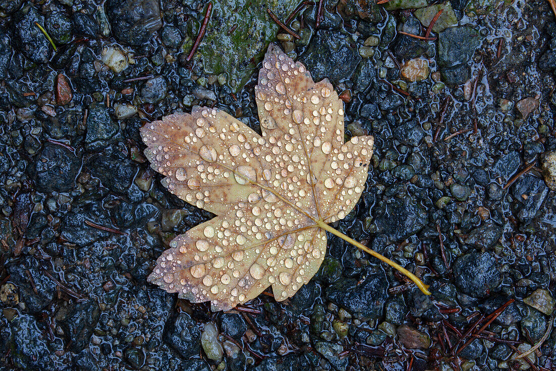  Sycamore maple, Acer pseudoplatanus, leaf with water drops, autumn, Bavarian Forest, Bavaria, Germany 