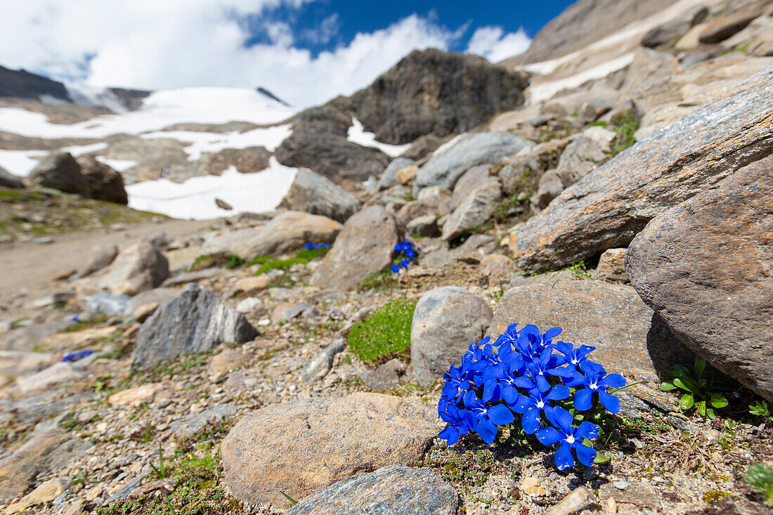  Bavarian Gentian, Gentiana bavarica, blooming, Hohe Tauern National Park, Carinthia, Austria 