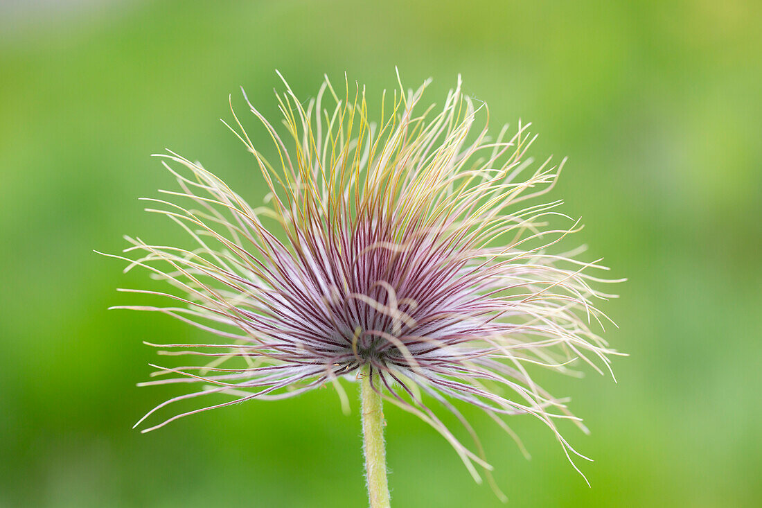  Brocken anemone, Pulsatilla alpina subsp. alba, seed head, Harz National Park, Saxony-Anhalt, Germany 