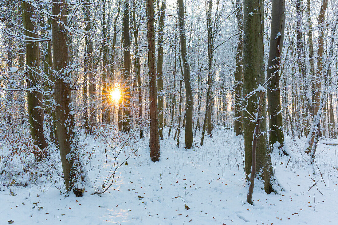 Rotbuche (Fagus sylvatica), Buchenwald im Winter, Schleswig-Holstein, Deutschland