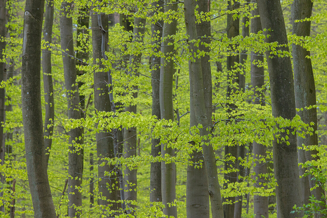  European beech, Fagus sylvatica, beech forest in spring, Schleswig-Holstein, Germany 