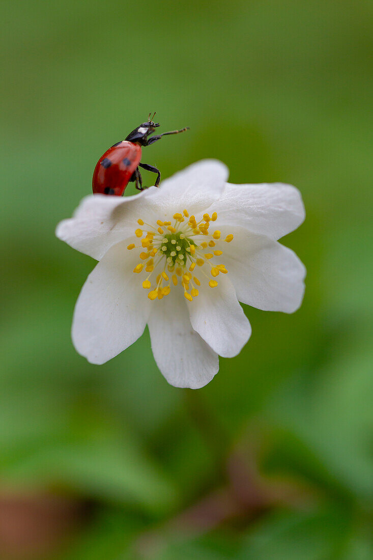 Buschwindröschen (Anemone nemorosa), Siebenpunkt-Marienkäfer (Coccinella septempunctata), Schleswig-Holstein, Deutschland