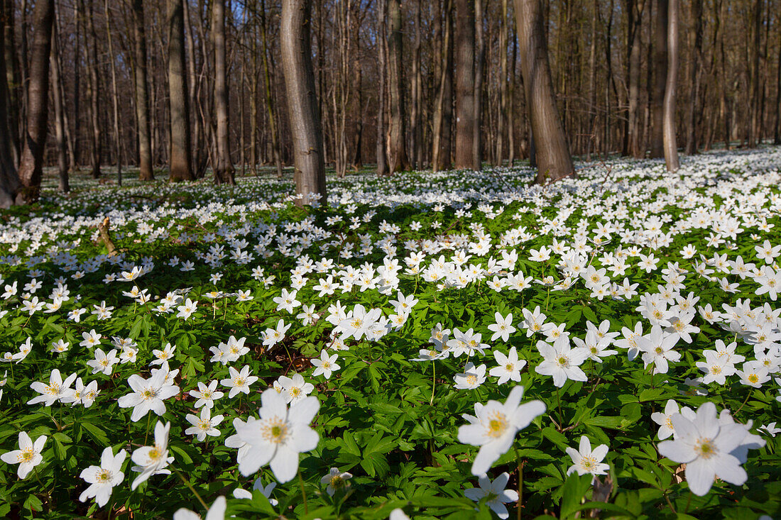  Wood anemone, Anemone nemorosa, blooming, Schleswig-Holstein, Germany 