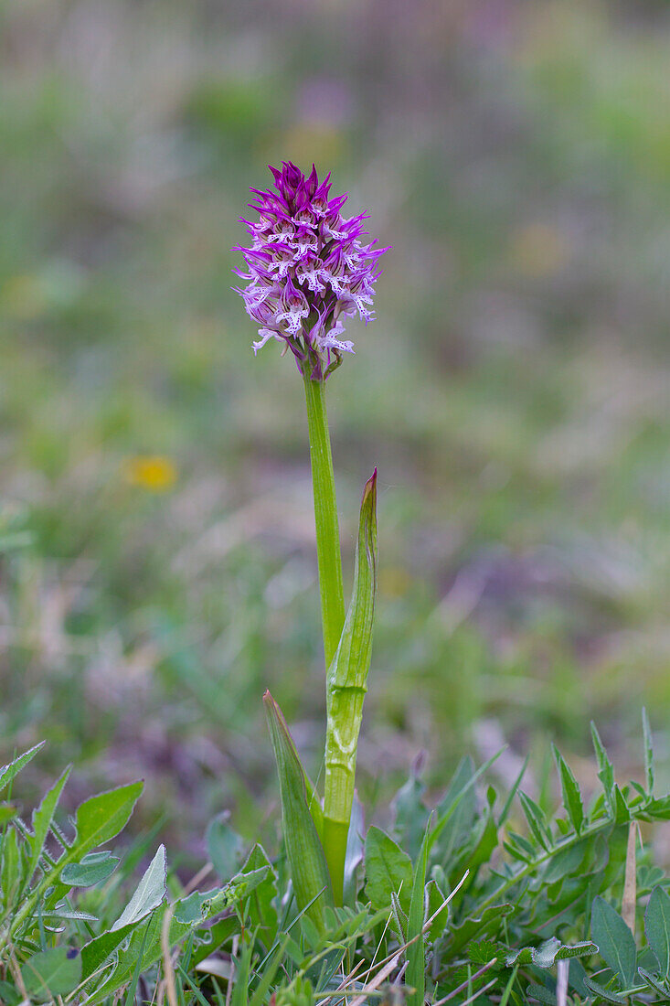 Dreizähniges Knabenkraut, (Orchis tridentata), blühende Pflanze, Thüringen, Deutschland