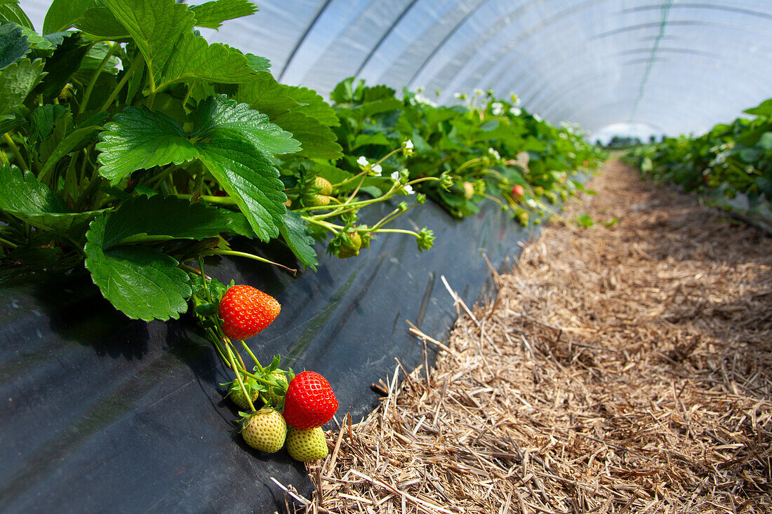  Strawberry cultivation, garden strawberry, Fragaria x ananassa, Schleswig-Holstein, Germany 