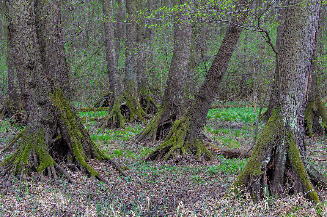 Schwarzerle (Alnus glutinosa), Erlenbruchwald, Nationalpark Fertő-Hanság Nemzeti, Bezirk Győr-Moson-Sopron, Ungarn