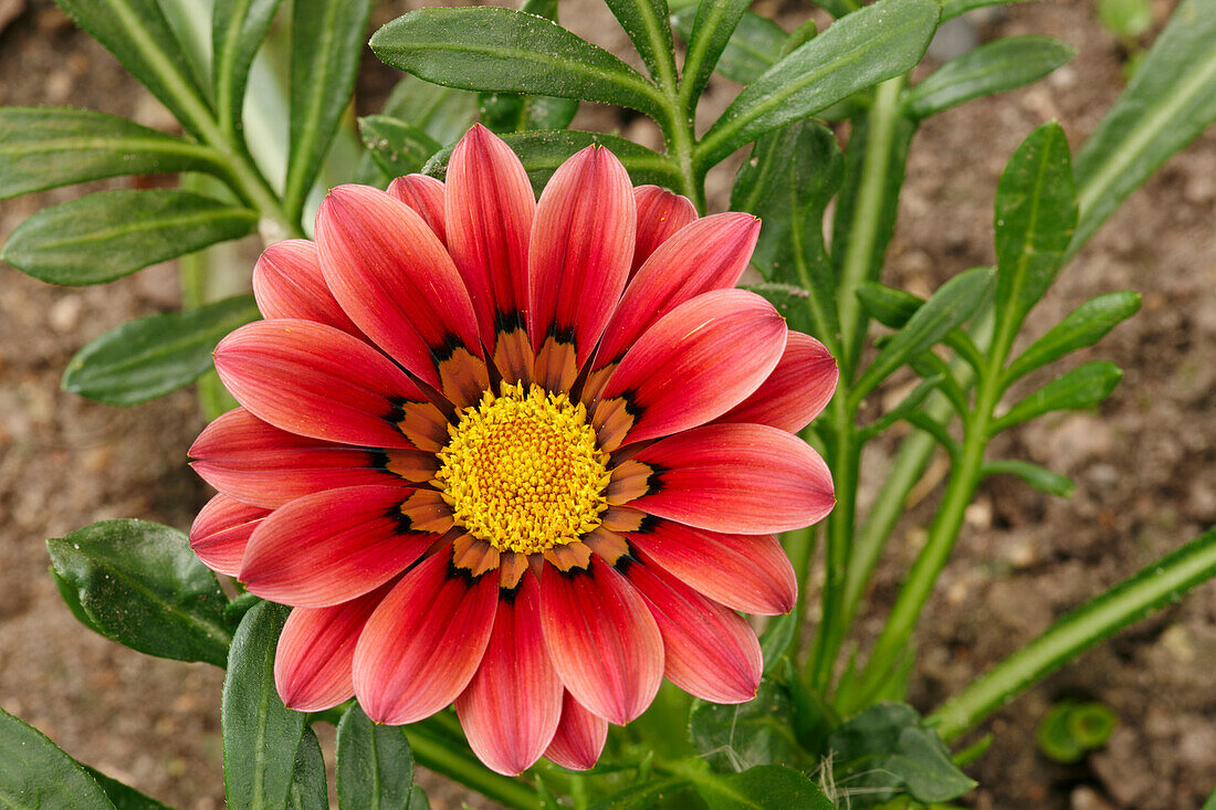 Gazania, or Treasure Flower close up. Scientific name: Gazania rigens.