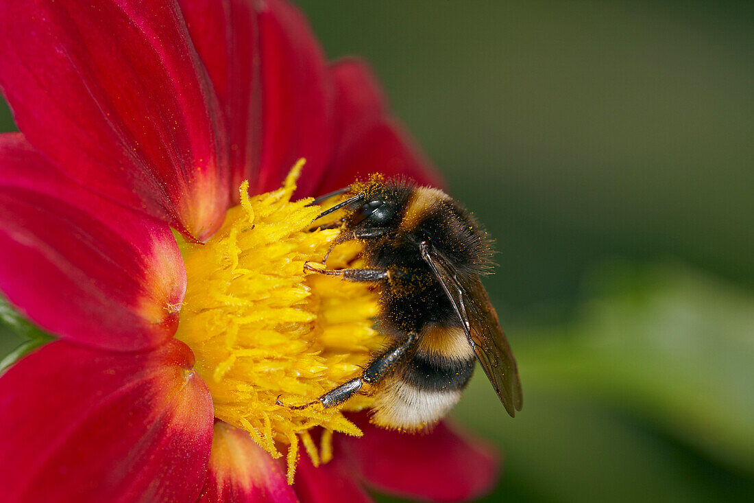  Eine Erdhummel (Bombus terrestris) saugt Nektar aus einer Dahlienblüte. 