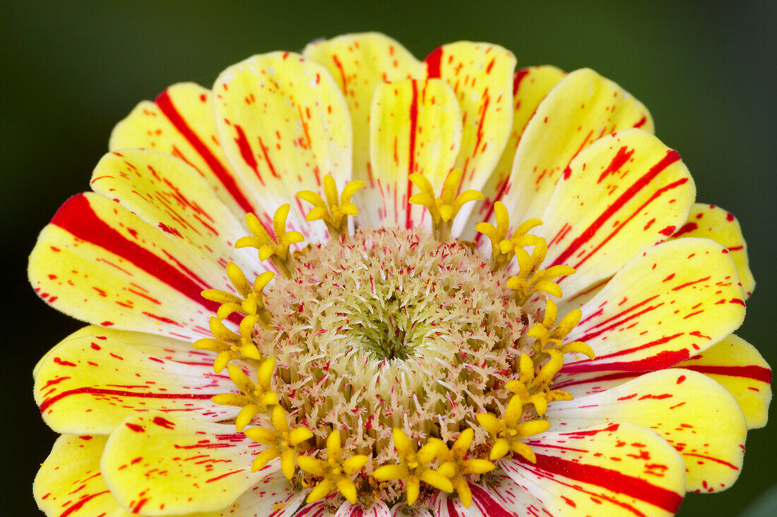  Nahaufnahme einer gelb und rot gestreiften Zinnienblüte (Zinnia elegans, Hybridsorte), die in einem Garten wächst. 