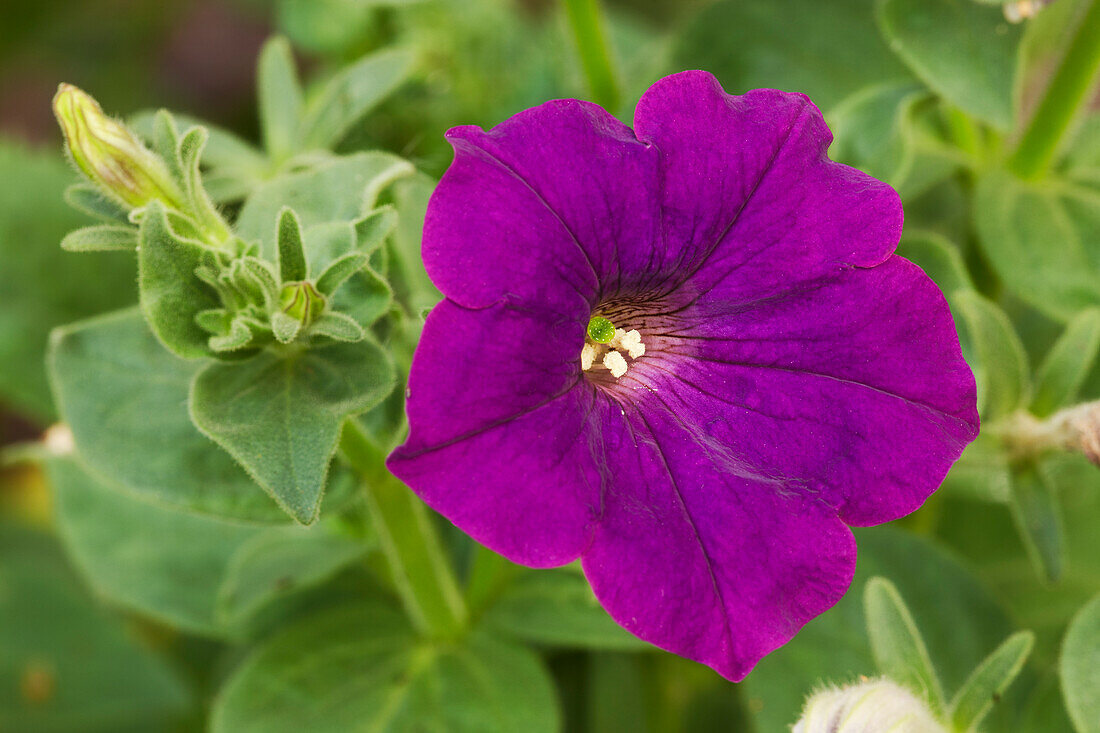  Nahaufnahme einer violetten Petunienblüte, die in einem Kleingarten wächst. 