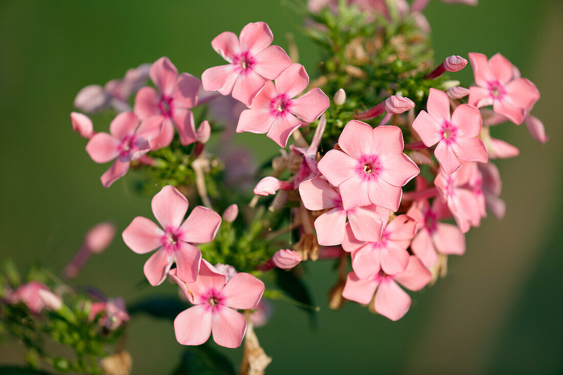 Close up of inflorescence with pink flowers of perennial phlox (Phlox paniculata) growing in a garden.