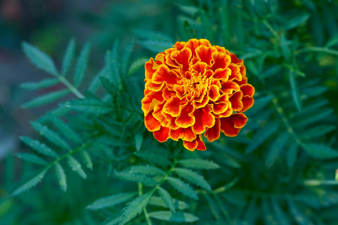 Close up of a French marigold flower (Tagetes patula) growing in a garden.