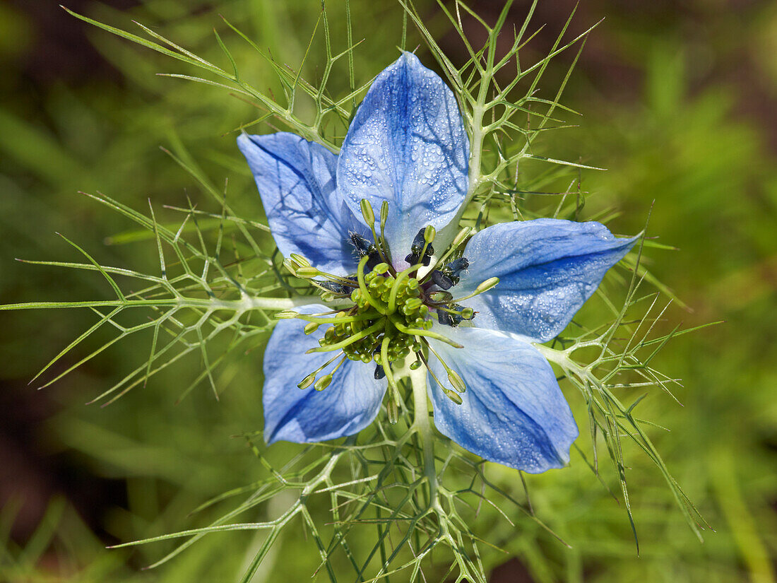 Close up of Black Cumin, or Love-in-a-Mist (Nigella sativa) flower growing in a garden.