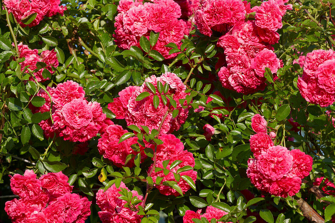 Close up of a climbing rose in full bloom.