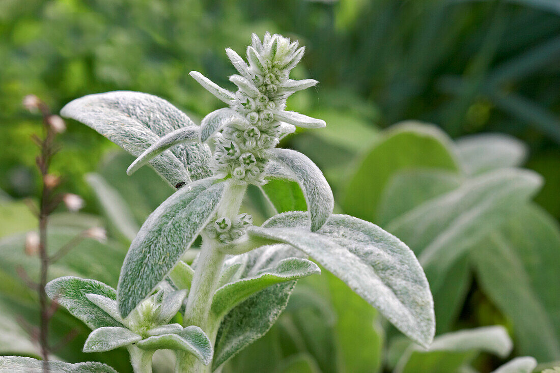 Top part of Lamb's-Ear, or Woolly Hedgenettle plant with stem, leaves and flower buds. Scientific name: Stachys byzantina (syn. Stachys lanata).