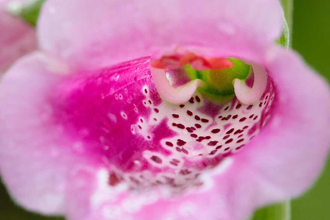 Close up of a purple foxglove flower (Digitalis purpurea) growing in a garden.