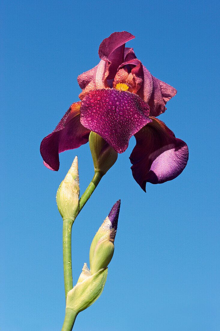 Purple blossom of German bearded iris (Iris germanica) covered with water drops.