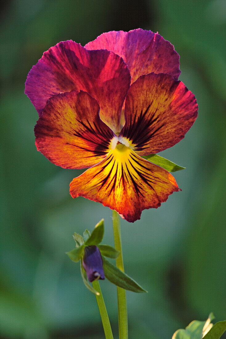 Close up of a colorful garden pansy flower (Viola wittrockiana) growing in a garden.