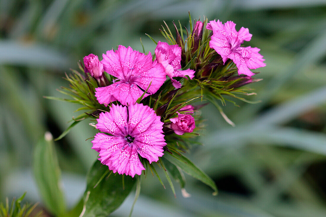 Close up of Sweet William (Dianthus barbatus) purple flowers growing in a garden.