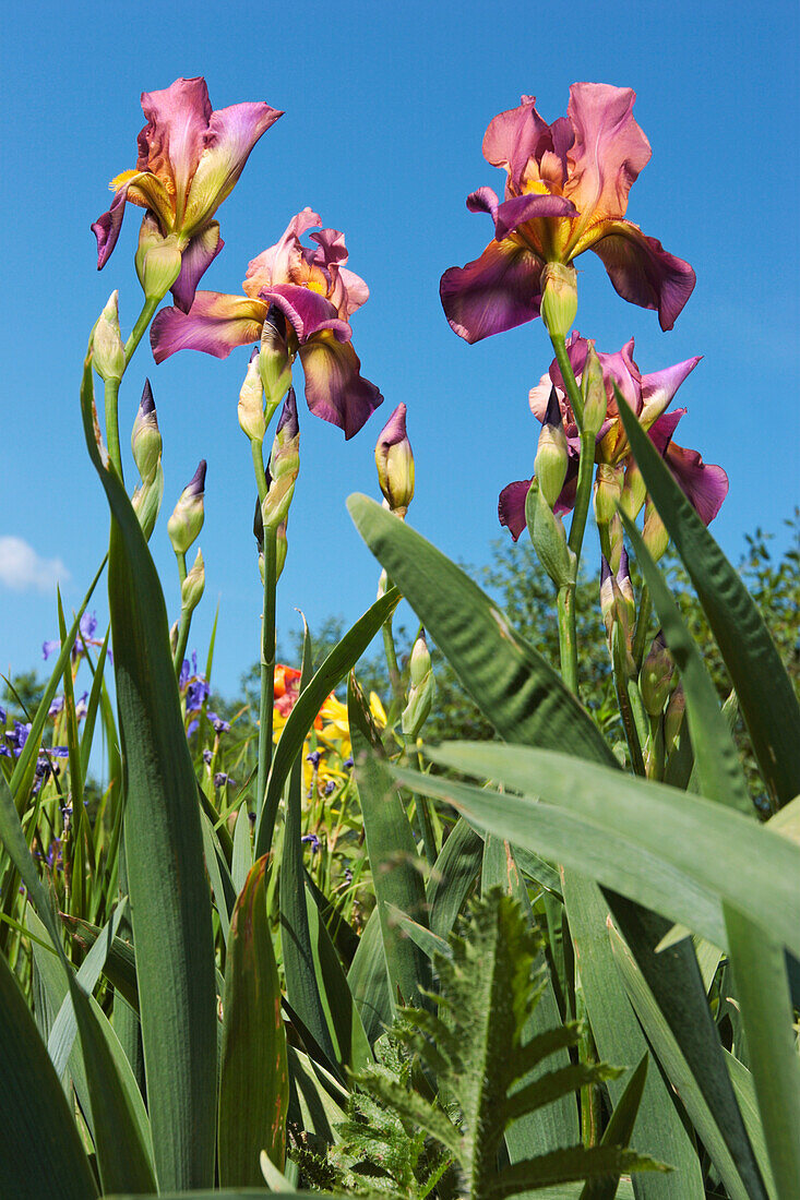 A view from below of German bearded irises (Iris germanica) growing in allotment garden.