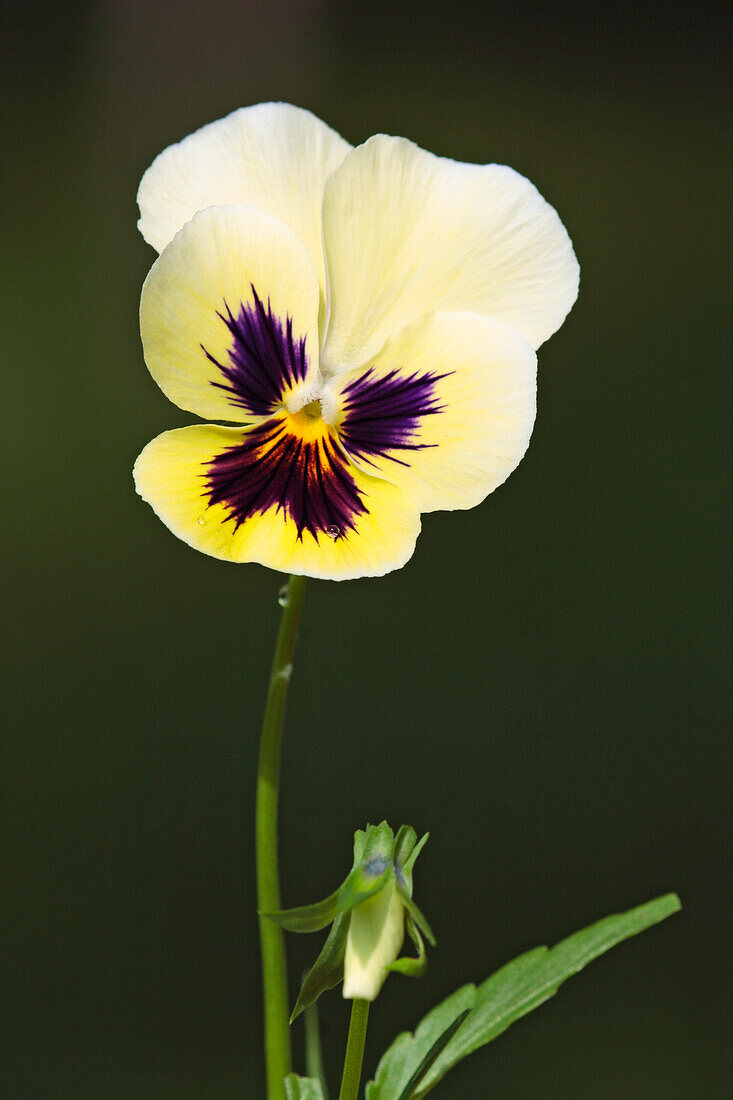  Nahaufnahme einer in einem Garten wachsenden Stiefmütterchenblüte (Viola wittrockiana). 