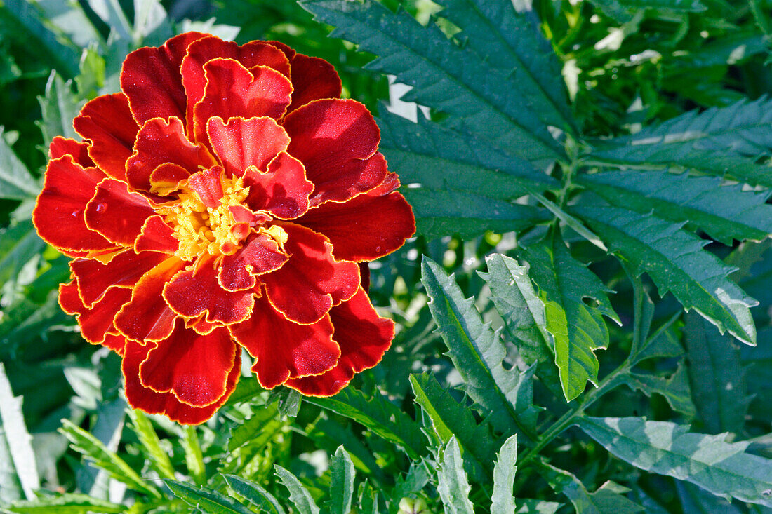 Close up of a French marigold flower (Tagetes patula) growing in a garden.