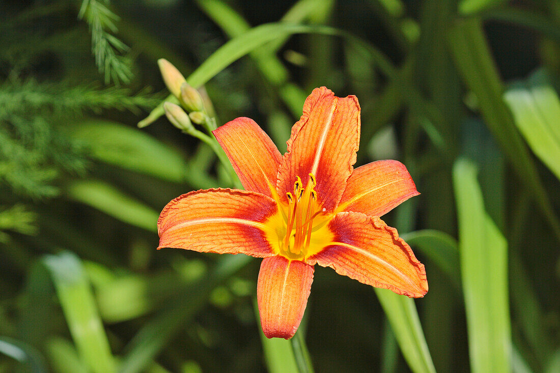  Nahaufnahme einer einzelnen gelben Blüte einer Taglilie (Hemerocallis lilioasphodelus), die in einem Garten wächst. 