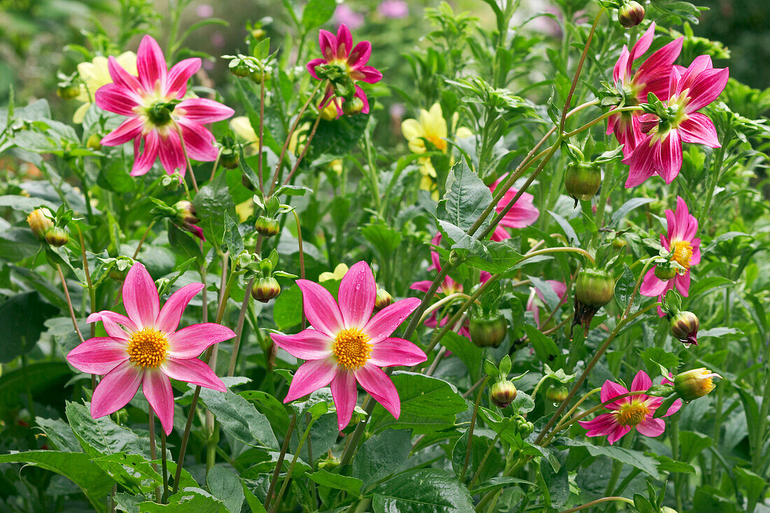 Close up of purple single dahlias growing in a garden.