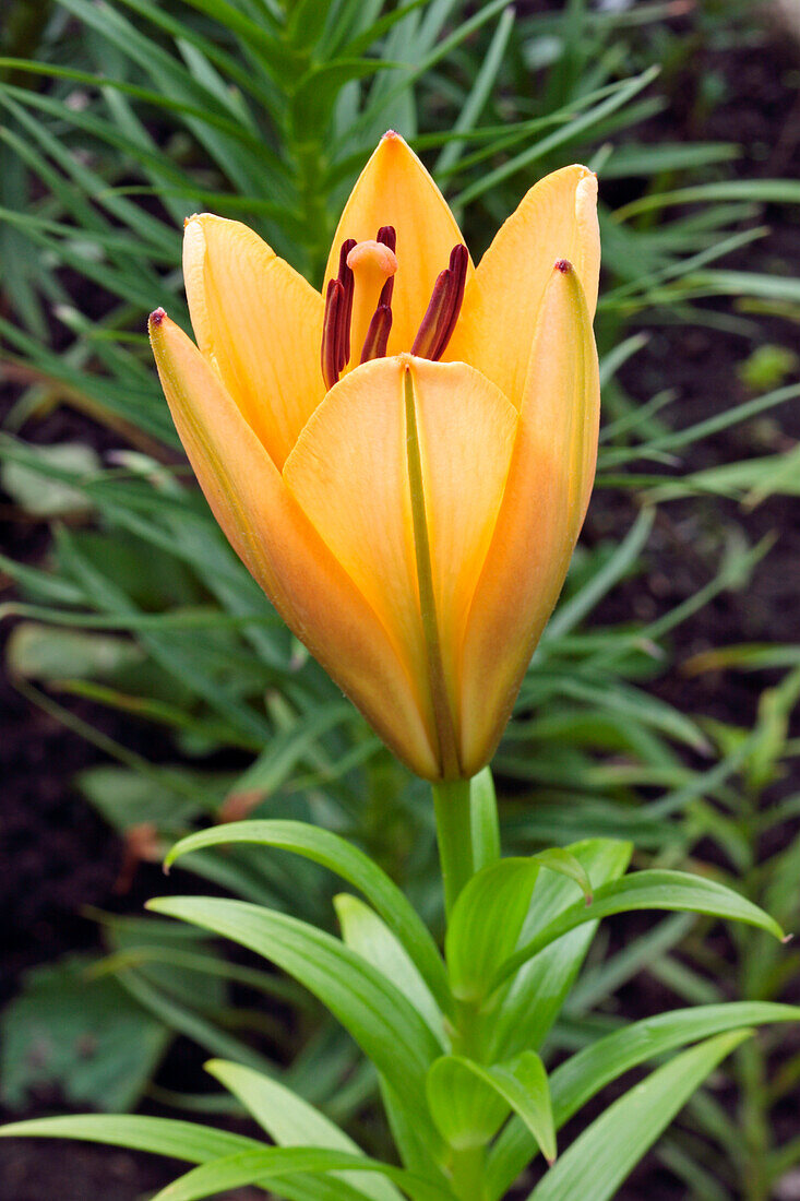 Close up of an orange lily flower, aka fire lily or Jimmy's Bane (Lilium bulbirefum) growing in a garden.