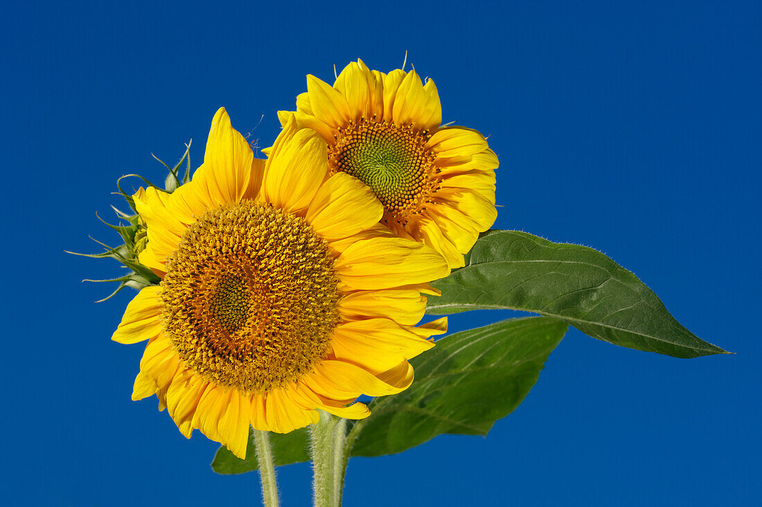 Close up of sunflower (Helianthus annuus) flower heads against clear blue sky.