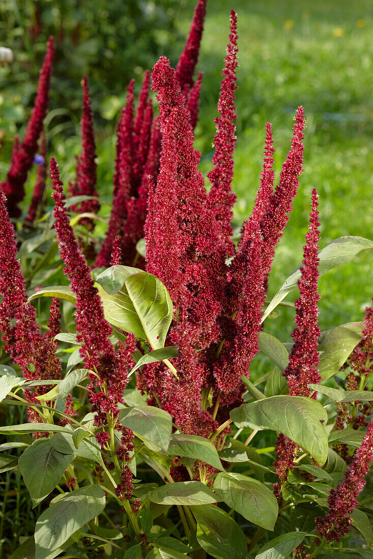  Nahaufnahme einer roten Hahnenkammblüte. Wissenschaftlicher Name: Celosia Argentea L. f. Plumosa Voss. 