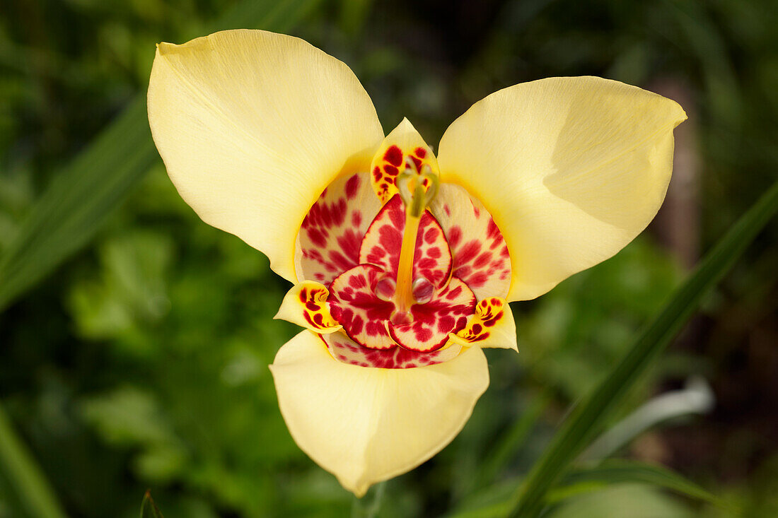 Close up of a yellow tigridia, aka peacock flower or tiger iris (Tigridia pavonia) growing in a garden.