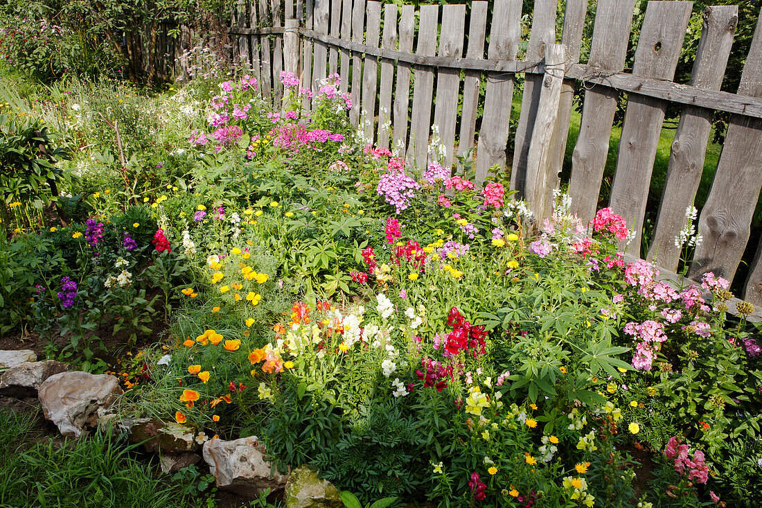 A flower bed with colorful flowers near rustic garden fence. Kaluga Oblast, Russia.