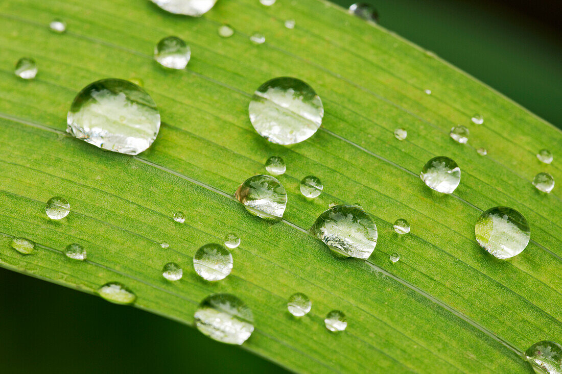 Close up of rain water drops beaded on a green plant leaf with hydrophobic surface.