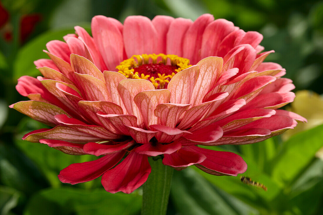  Nahaufnahme einer roten Zinnienblüte (Zinnia elegans, Hybridsorte), die in einem Garten wächst. 