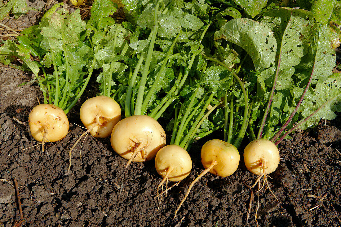  Nahaufnahme einer frisch geernteten Steckrübe (Brassica rapa oder Brassica campestris L.) aus biologischem Anbau im Kleingarten. 