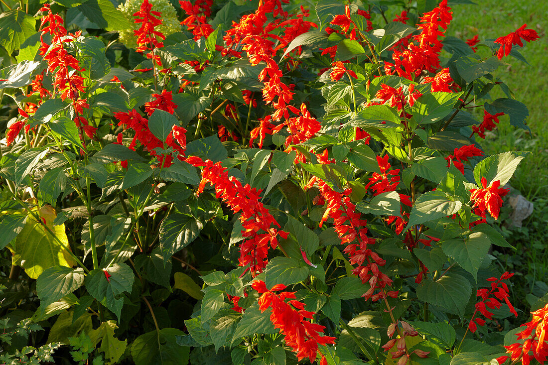  Nahaufnahme von Rotem Salbei oder Scharlachsalbei (Salvia splendens), der in einem Kleingarten wächst. 