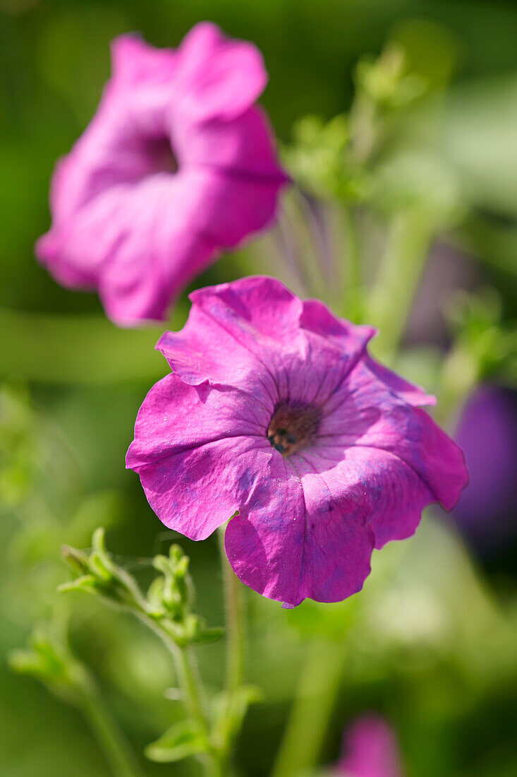 Close up of sunlit purple petunia flowers growing in a garden.