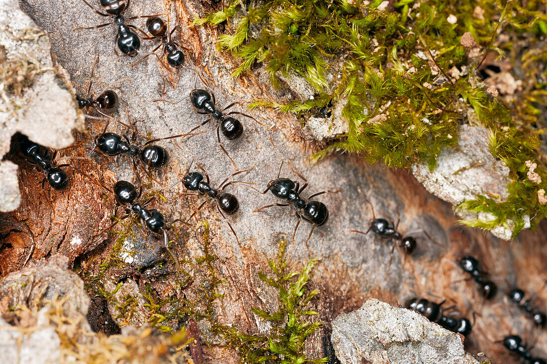 Close up of marching black garden ants (Lasius niger).